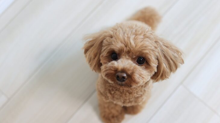 犬が飼い主に『抱っこ』をおねだりしているサイン4選　愛犬からの要求にすべき正しい対応とは？(ブログ)