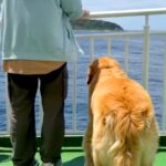 1年ぶりにお兄ちゃんと会うため、船に乗る大型犬→長旅の末…感動的な『再会の瞬間』が7万再生「涙出てきた」「普段とのギャップに泣いた」の声(ブログ)
