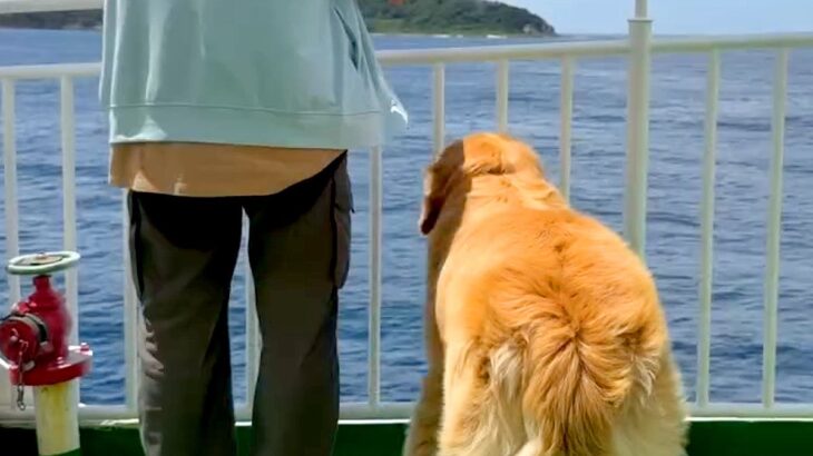 1年ぶりにお兄ちゃんと会うため、船に乗る大型犬→長旅の末…感動的な『再会の瞬間』が7万再生「涙出てきた」「普段とのギャップに泣いた」の声(ブログ)