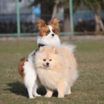 犬が『腰を振ってしまう』５つの原因　起こりうるトラブルから落ち着かせるための対処法まで(ブログ)