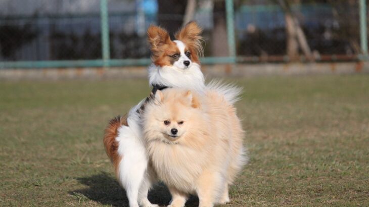 犬が『腰を振ってしまう』５つの原因　起こりうるトラブルから落ち着かせるための対処法まで(ブログ)