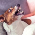 犬が『本気で嫌がっている』ときの態度や行動４つ　意外と気付きにくいサインも…？適切な接し方まで(ブログ)