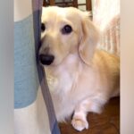 『やってしまった…』おしっこを失敗した犬→拭いている最中に見せた『猛烈に反省する光景』が45万再生「失敗したのわかってる」「泣きそうｗ」(ブログ)