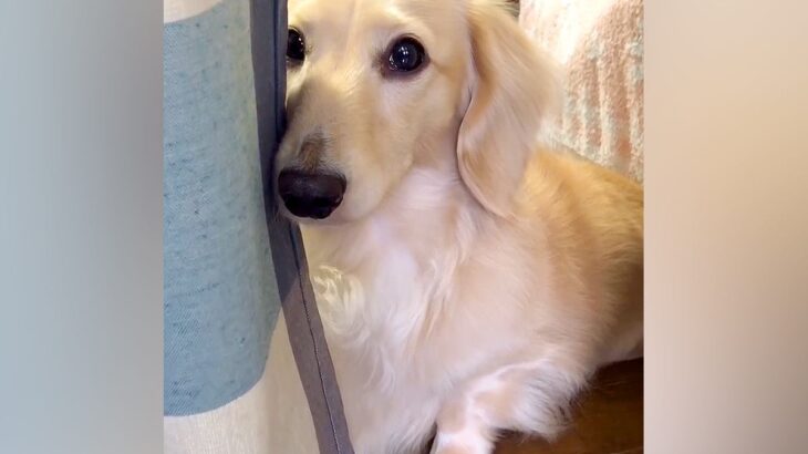 『やってしまった…』おしっこを失敗した犬→拭いている最中に見せた『猛烈に反省する光景』が45万再生「失敗したのわかってる」「泣きそうｗ」(ブログ)