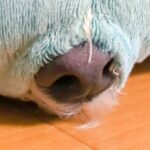 『犬が眠っている』と思ったら、なぜか鼻だけが…愛おしすぎる『まさかの寝姿』が221万表示「触りたい衝動に駆られる」「最高にかわいい」(ブログ)