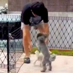 ママが入院し、寂しく留守番する犬2匹→心配した息子と娘が帰ってきて…思わず泣ける『熱烈大歓迎』が話題「素敵な家族」「本当にかわいい」の声(ブログ)