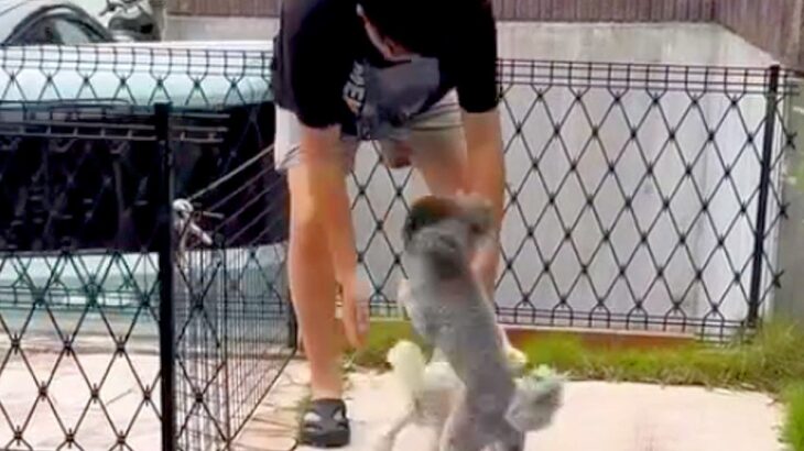 ママが入院し、寂しく留守番する犬2匹→心配した息子と娘が帰ってきて…思わず泣ける『熱烈大歓迎』が話題「素敵な家族」「本当にかわいい」の声(ブログ)