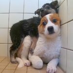 殺される運命だった『野犬の赤ちゃん2匹』を保護→初めてのシャンプーで…思わず泣ける『一生懸命な光景』が108万再生「涙出た」「幸せに」(ブログ)