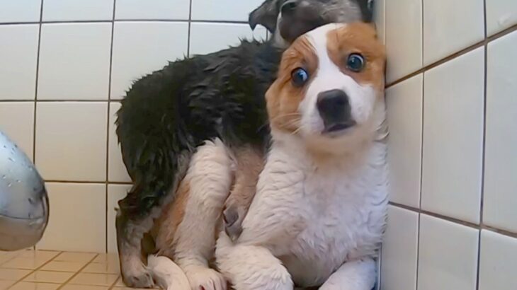 殺される運命だった『野犬の赤ちゃん2匹』を保護→初めてのシャンプーで…思わず泣ける『一生懸命な光景』が108万再生「涙出た」「幸せに」(ブログ)
