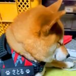 散歩の準備をしていたら、犬がまさかの…尊くてたまらない『人間の子供のような様子』が9万再生「起こすか悩んじゃうｗ」「抱きしめたい」と絶賛(ブログ)