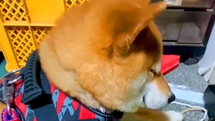散歩の準備をしていたら、犬がまさかの…尊くてたまらない『人間の子供のような様子』が9万再生「起こすか悩んじゃうｗ」「抱きしめたい」と絶賛(ブログ)