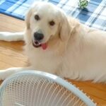 暑い日、扇風機を独り占めする大型犬→『ずるいよ』と伝えてみた結果…人のような『まさかの反応』に反響「占領してるｗ」「動きたくないよねｗ」(ブログ)