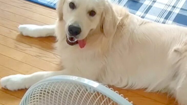 暑い日、扇風機を独り占めする大型犬→『ずるいよ』と伝えてみた結果…人のような『まさかの反応』に反響「占領してるｗ」「動きたくないよねｗ」(ブログ)