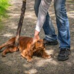 犬が『人間不信』になる原因3つ　愛犬を苦しめるNG行動から信頼関係の作り方まで(ブログ)