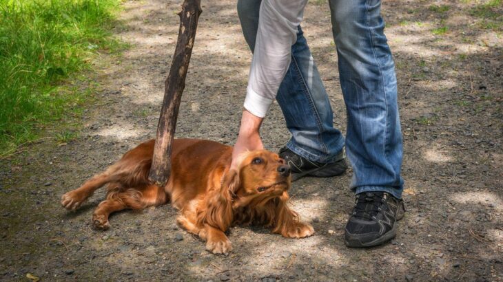 犬が『人間不信』になる原因3つ　愛犬を苦しめるNG行動から信頼関係の作り方まで(ブログ)