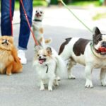 犬が必要とする『散歩の距離』はどのくらい？季節や犬種などによる違いまで解説(ブログ)