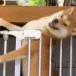 よくケージから脱走する犬→紐までくくりつけているのに…カメラが捉えた『脱出の決定的瞬間』に反響「スキル高すぎる」「すごい執念ｗ」(ブログ)