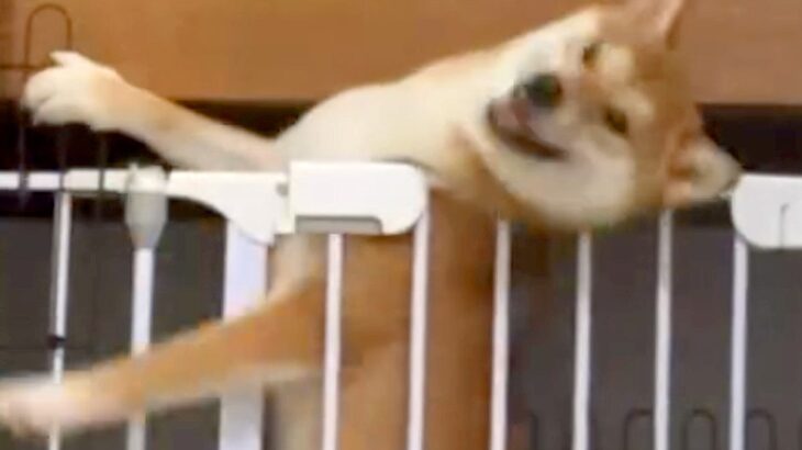 よくケージから脱走する犬→紐までくくりつけているのに…カメラが捉えた『脱出の決定的瞬間』に反響「スキル高すぎる」「すごい執念ｗ」(ブログ)