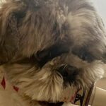 『何度言ったら分かるの…』散歩に行こうとする犬→まさかの『強いこだわりを見せる光景』に4万いいね集まる「忍犬で草」「ご主人護るために…」(ブログ)