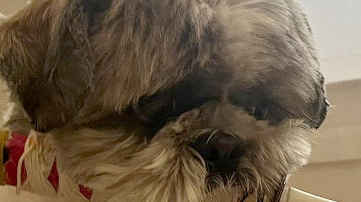 『何度言ったら分かるの…』散歩に行こうとする犬→まさかの『強いこだわりを見せる光景』に4万いいね集まる「忍犬で草」「ご主人護るために…」(ブログ)