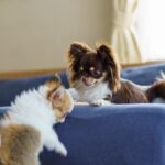 犬を『多頭飼い』するのに適したタイミングがある？不幸な思いをさせないための注意点とは(ブログ)