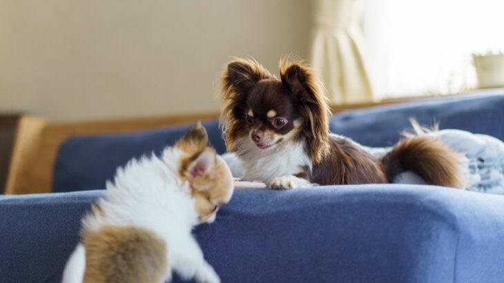 犬を『多頭飼い』するのに適したタイミングがある？不幸な思いをさせないための注意点とは(ブログ)