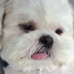 ドライブだと思って出かけた犬→行き先が動物病院で…想像以上に『ふてくされる光景』が181万表示「完全に諦めてて草」「可愛すぎｗｗ」と爆笑(ブログ)