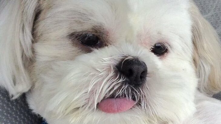 ドライブだと思って出かけた犬→行き先が動物病院で…想像以上に『ふてくされる光景』が181万表示「完全に諦めてて草」「可愛すぎｗｗ」と爆笑(ブログ)