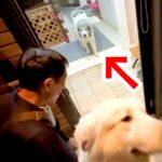 昼間、お父さんに怒られてしまった超大型犬→外出から帰ると…普段とは違った『まさかのお出迎え』が可愛いと反響「チラ見ｗ」「ちゃんと分かってる」(ブログ)