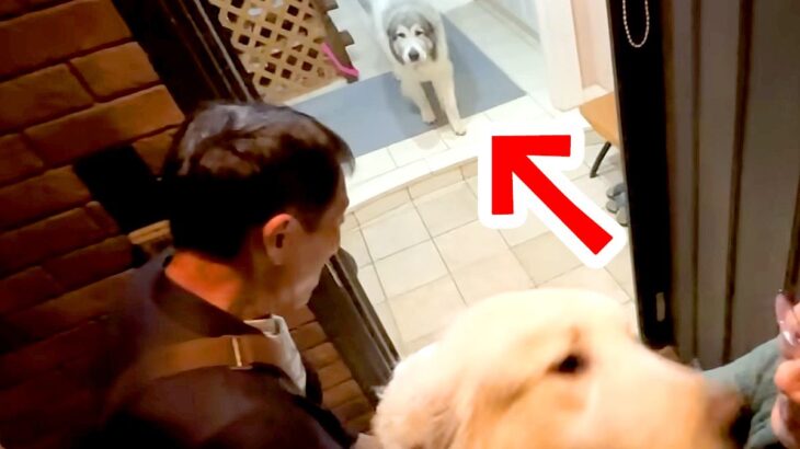 昼間、お父さんに怒られてしまった超大型犬→外出から帰ると…普段とは違った『まさかのお出迎え』が可愛いと反響「チラ見ｗ」「ちゃんと分かってる」(ブログ)