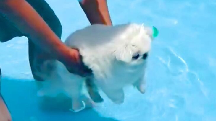 初めてプールで泳ぐ10歳の老犬→そっと入水させてみた結果…『まさかの光景』に2万6000いいね集まる「可愛い」「頑張ってて偉い」と絶賛(ブログ)