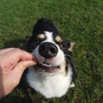 犬が『わがまま』になる絶対NG行動5選　素直な性格に育てるためのトレーニング方法とは？(ブログ)