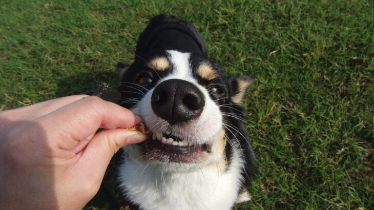 犬が『わがまま』になる絶対NG行動5選　素直な性格に育てるためのトレーニング方法とは？(ブログ)