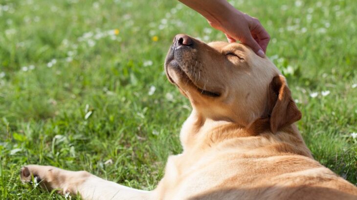 短毛の子は特に注意！犬の日焼けにまつわる意外な事実とは【獣医師執筆】(ブログ)