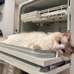 パナソニックの家電が猫ベッドに…？抜群のフィット感で食洗機を使いこなすネコの姿が可愛すぎた(ブログ)