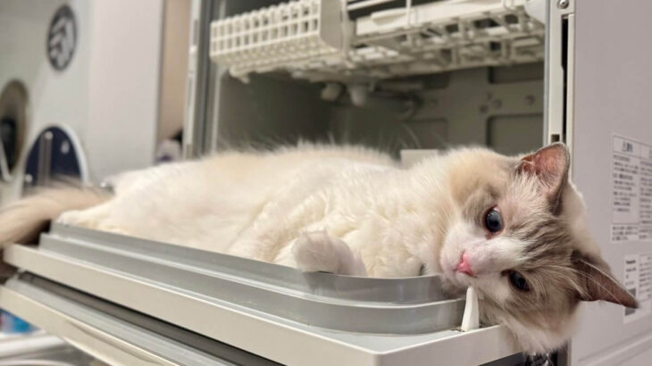 パナソニックの家電が猫ベッドに…？抜群のフィット感で食洗機を使いこなすネコの姿が可愛すぎた(ブログ)
