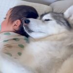 入院中、居ないママの代わりに赤ちゃんを…大型犬がみせた『子煩悩すぎる光景』が素敵すぎると22万再生「信じられない…」「なんて優しい目」(ブログ)