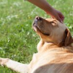 愛犬を『心から幸せにする方法』5選　日々の暮らしを満足させるための工夫とは？(ブログ)