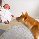 生まれたての赤ちゃんと一緒に帰宅→『犬も歓迎してくれる』と思ったら…予想外な『まさかの光景』に反響「いいコンビになるｗ」「厳重警戒で草」(ブログ)