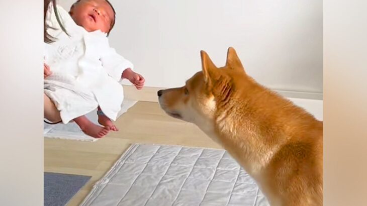 生まれたての赤ちゃんと一緒に帰宅→『犬も歓迎してくれる』と思ったら…予想外な『まさかの光景』に反響「いいコンビになるｗ」「厳重警戒で草」(ブログ)