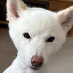 サマーカットをした犬→1ヵ月後…まるで別犬のような『驚きのビフォーアフター』に1万いいね「原状回復してて草」「笑い止まらんｗｗ」と爆笑(ブログ)