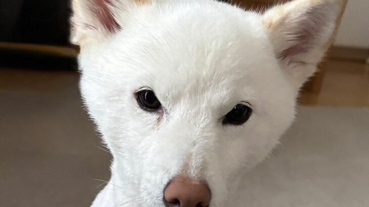 サマーカットをした犬→1ヵ月後…まるで別犬のような『驚きのビフォーアフター』に1万いいね「原状回復してて草」「笑い止まらんｗｗ」と爆笑(ブログ)