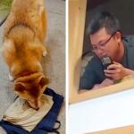 帰省してきた兄→犬に内緒で『高い場所に隠れた』結果…気付いた瞬間の『愛おしい反応』が話題「喜び方が半端ないｗ」「可愛すぎる」と5万再生(ブログ)