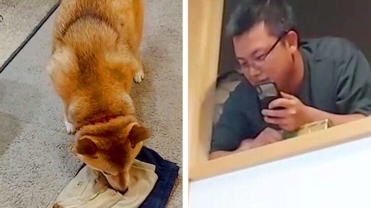帰省してきた兄→犬に内緒で『高い場所に隠れた』結果…気付いた瞬間の『愛おしい反応』が話題「喜び方が半端ないｗ」「可愛すぎる」と5万再生(ブログ)