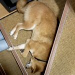 冷暖房もない『ビルの一室に閉じ込められていた犬』を保護…６年後→涙が止まらない『別犬のような変化』に感動「表情が…」「幸せいっぱいの笑顔」(ブログ)