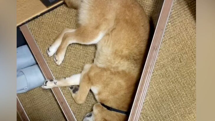 冷暖房もない『ビルの一室に閉じ込められていた犬』を保護…６年後→涙が止まらない『別犬のような変化』に感動「表情が…」「幸せいっぱいの笑顔」(ブログ)