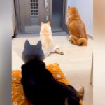 玄関でパパの帰りを待つ3匹の犬→ドアが開いた、次の瞬間…幸せすぎる『おかえりなさい』の光景に「みんな可愛い」「疲れ吹っ飛ぶ」と絶賛の声(ブログ)