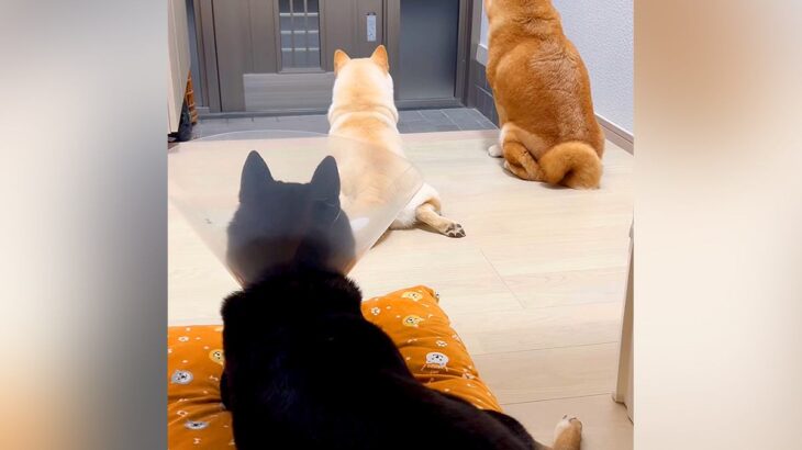 玄関でパパの帰りを待つ3匹の犬→ドアが開いた、次の瞬間…幸せすぎる『おかえりなさい』の光景に「みんな可愛い」「疲れ吹っ飛ぶ」と絶賛の声(ブログ)