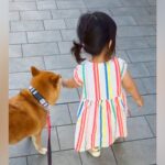 歩けるようになった小さな女の子→心配した犬が…まるで本当の親のような『保護者感あふれる光景』が16万再生「立派すぎる」「心配なのかな」(ブログ)