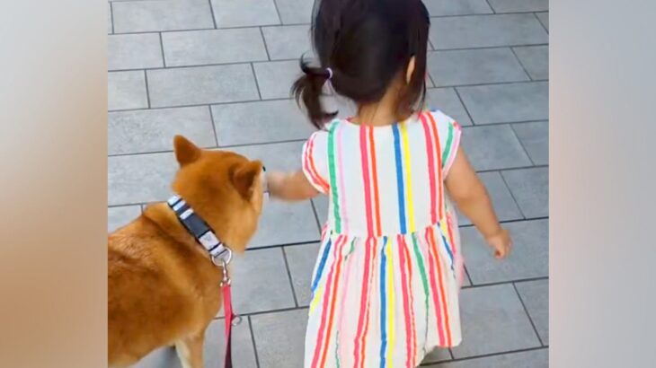 歩けるようになった小さな女の子→心配した犬が…まるで本当の親のような『保護者感あふれる光景』が16万再生「立派すぎる」「心配なのかな」(ブログ)